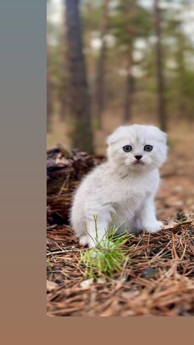 Висловуха шотландська киця шиншила срібляста срібна чистокровна