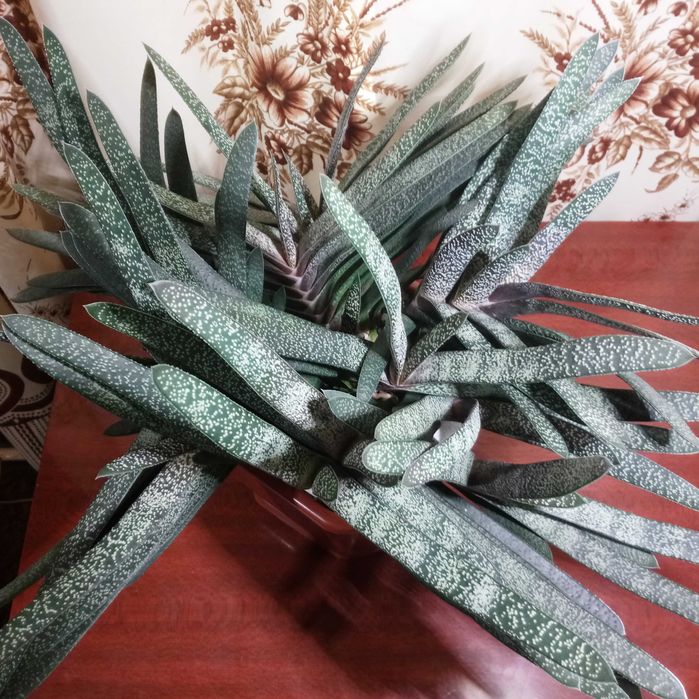 Гастерия бородавчатая (Gasteria verrucosa)