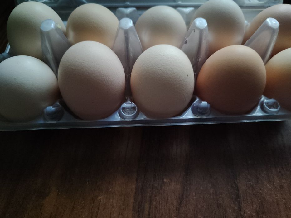 Jajka wiejskie z wolnego wybiegu