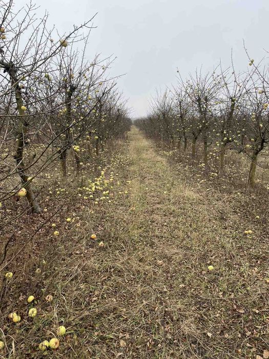 Купую старі сади