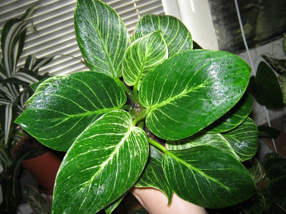 филодендрон много разных сортов