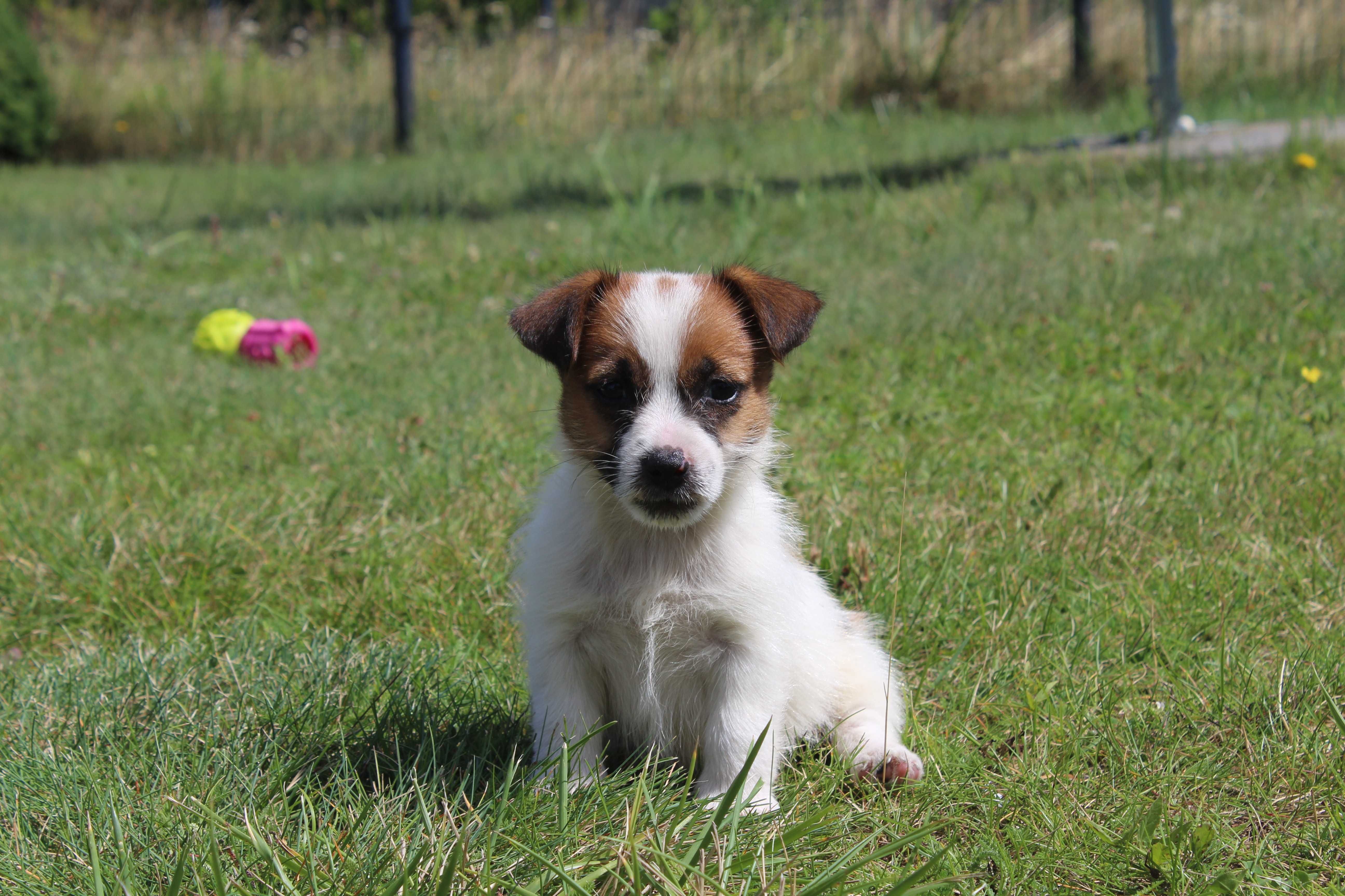 szczeniak Jack Russell Terrier pochodzenie ZKWP FCI