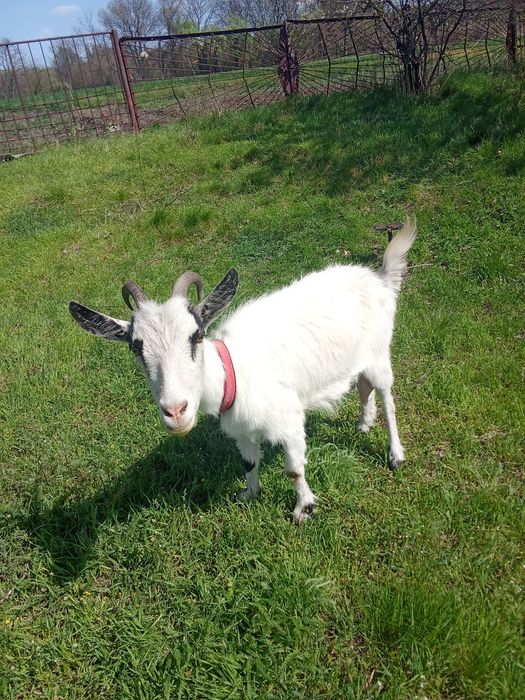 Продам Дійну козу первістку за деталями звертайтесь за телефоном