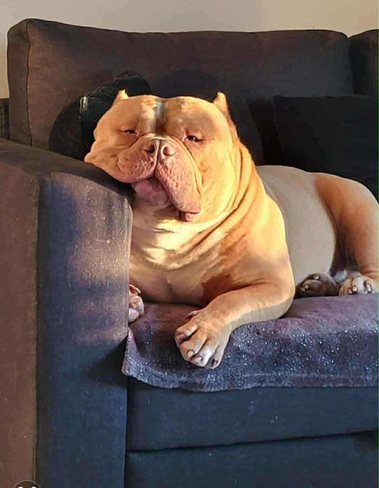 American bully pocket