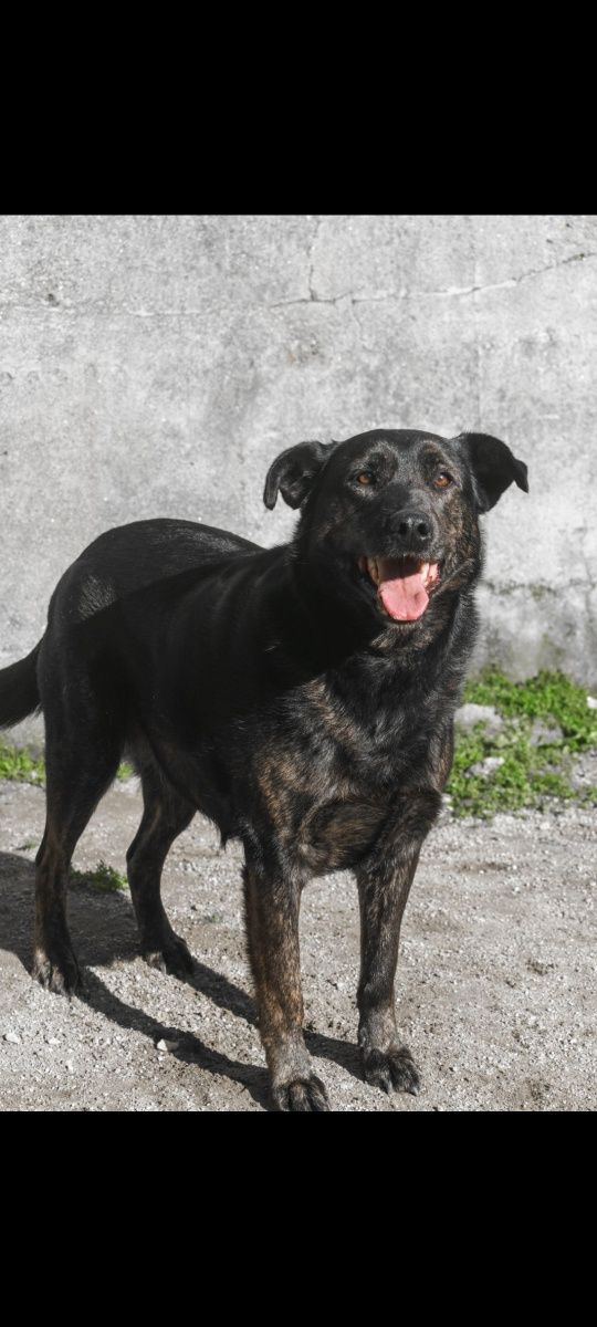 Cadela muito companheira