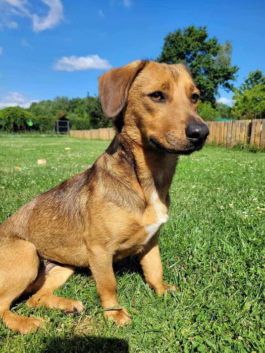 Młoda cudowna sunia kochająca ludzi szuka PILNIE dobrego domku