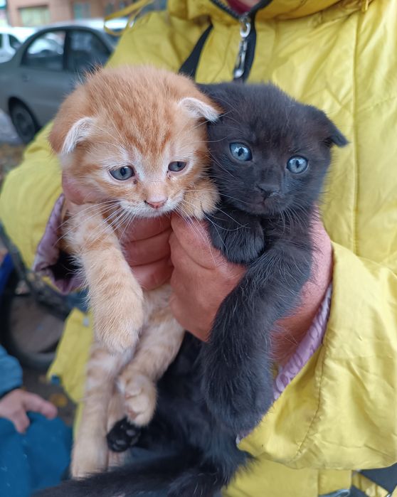 Кошенята вислоушки