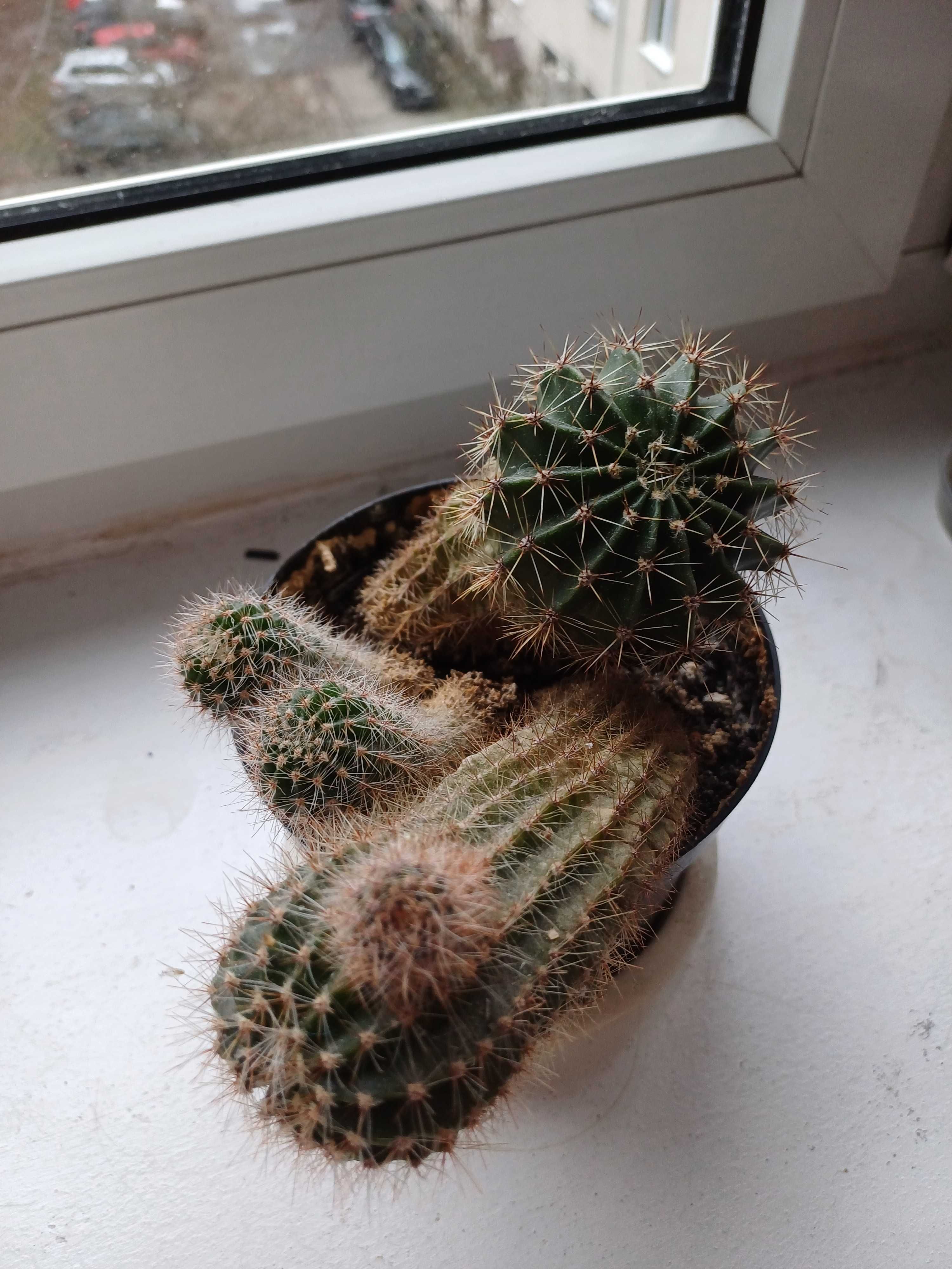 Mała kolekcja kaktusów