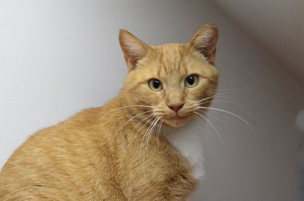 Zocha, dla przyjaciół Zosia - kotka do adopcji