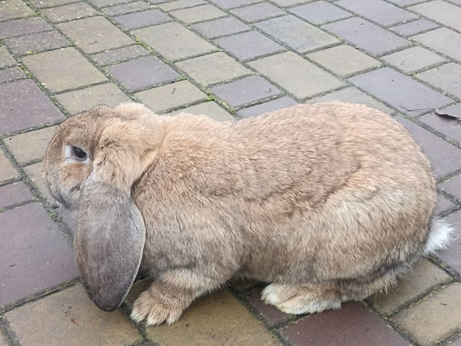 Кролі, кролики..