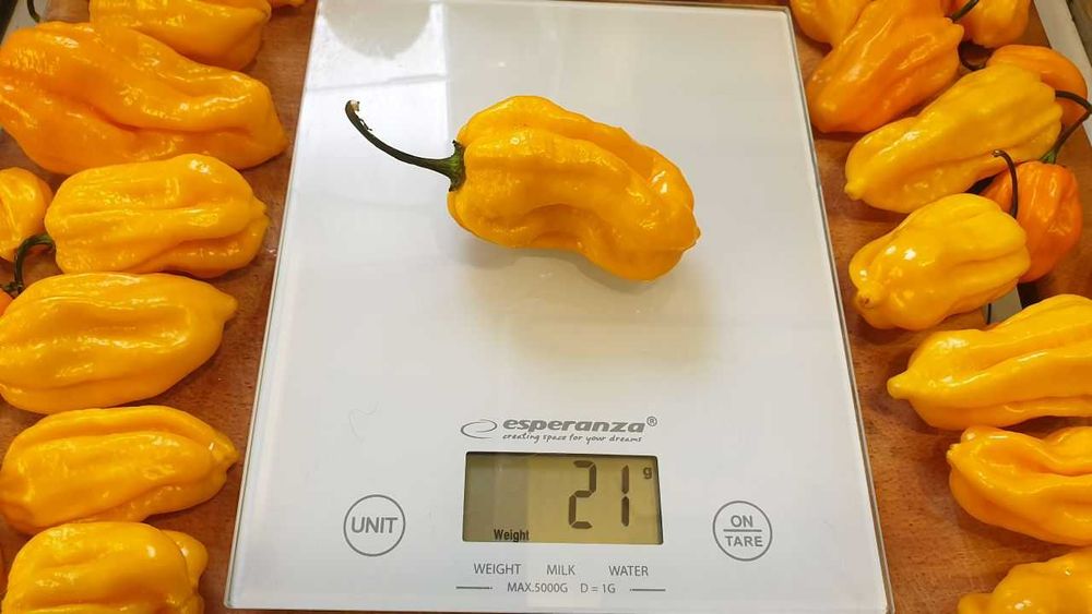 Продам насіння Habanero Yellow / Хабанеро Жовтий