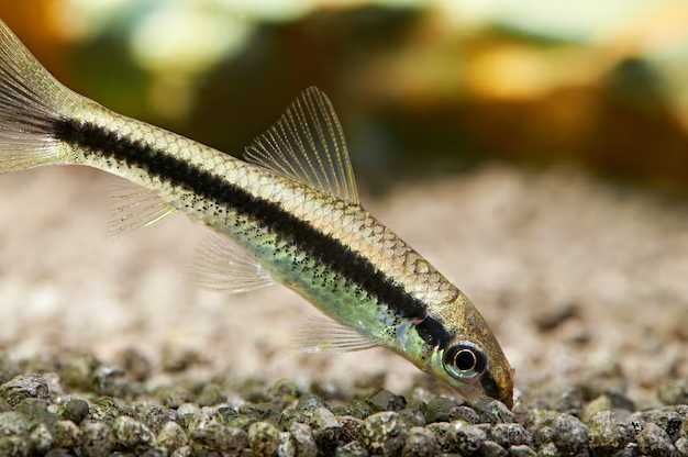 Comedor Algas Siamês (Crossocheilus Siamensis)
