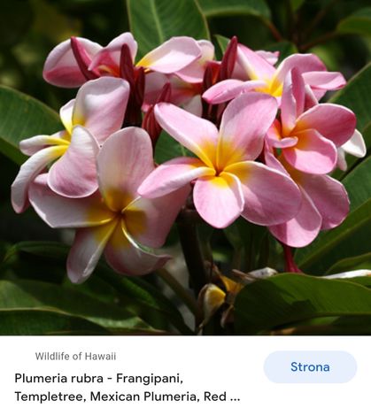 Plumeria Rubra 'Hawajski Kwiat Zaślubin' duża sadzonka