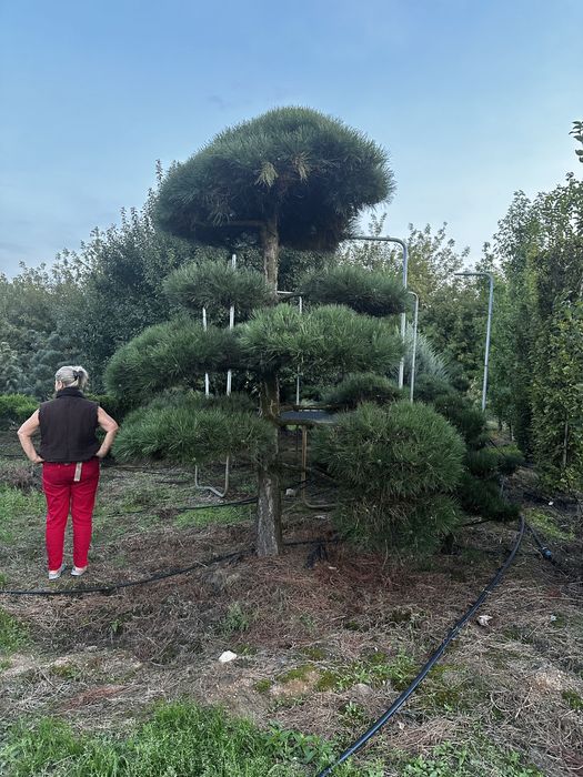 Bonsai-Niwaki formowane sosna cis jałowiec. Laurowiśnia jodła szmaragd