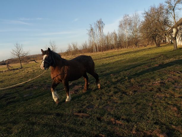 Sprzedam klacz zimnokrwista