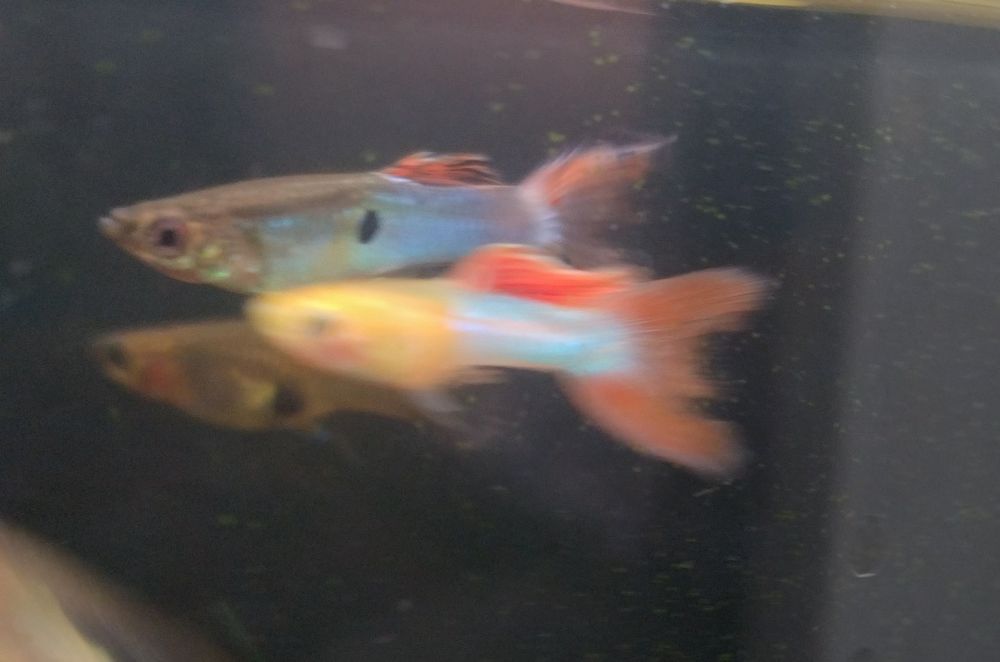 Gupik Endlera mix  Blue Japan z Red Blue japan, Golden blue White Swar