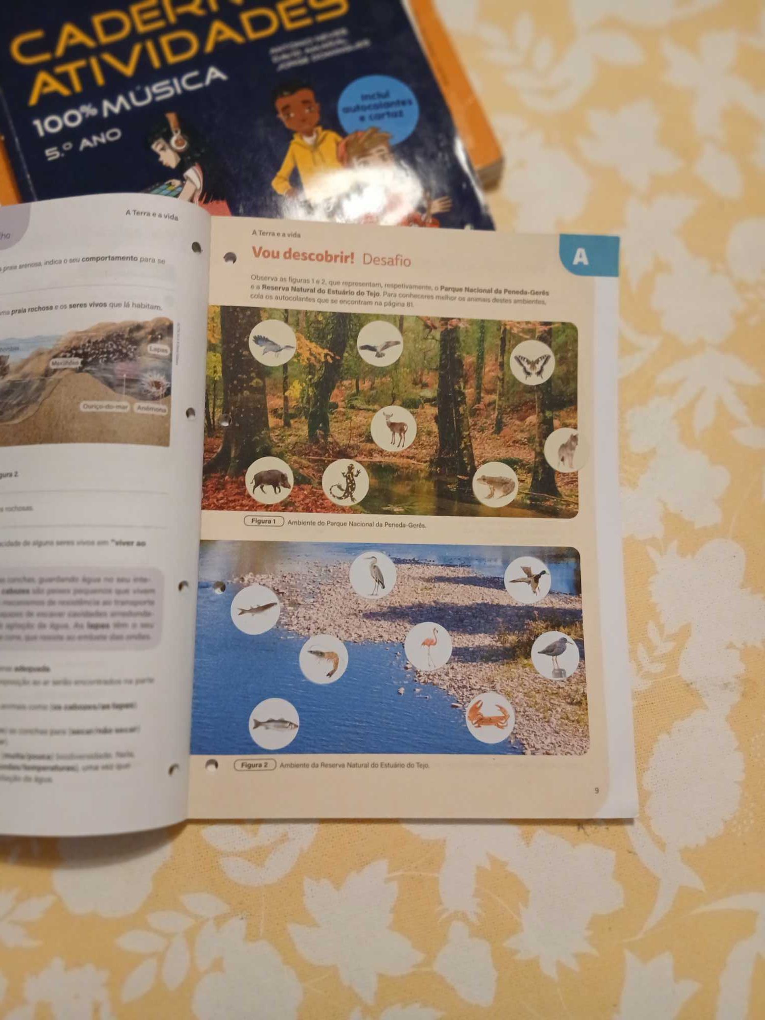 Caderno de atividades Ecocientic 5.ano