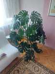 Monstera Deliciosa