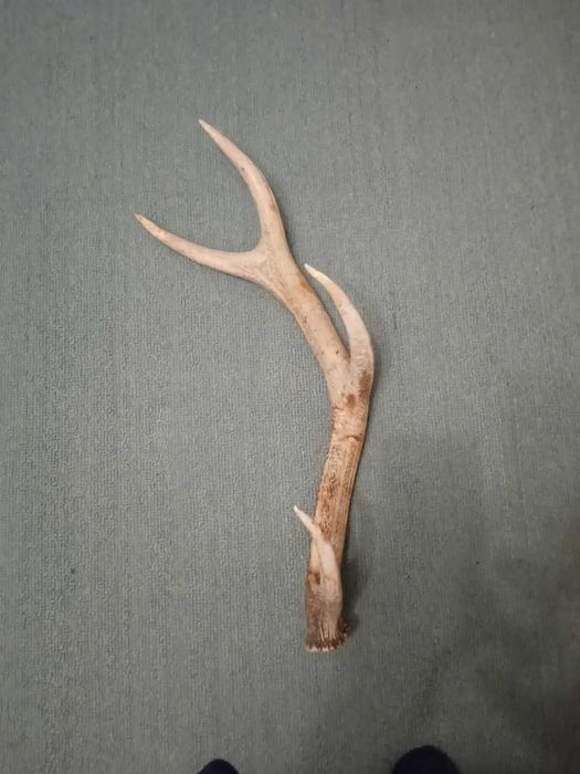 Рог  рога оленя  2025