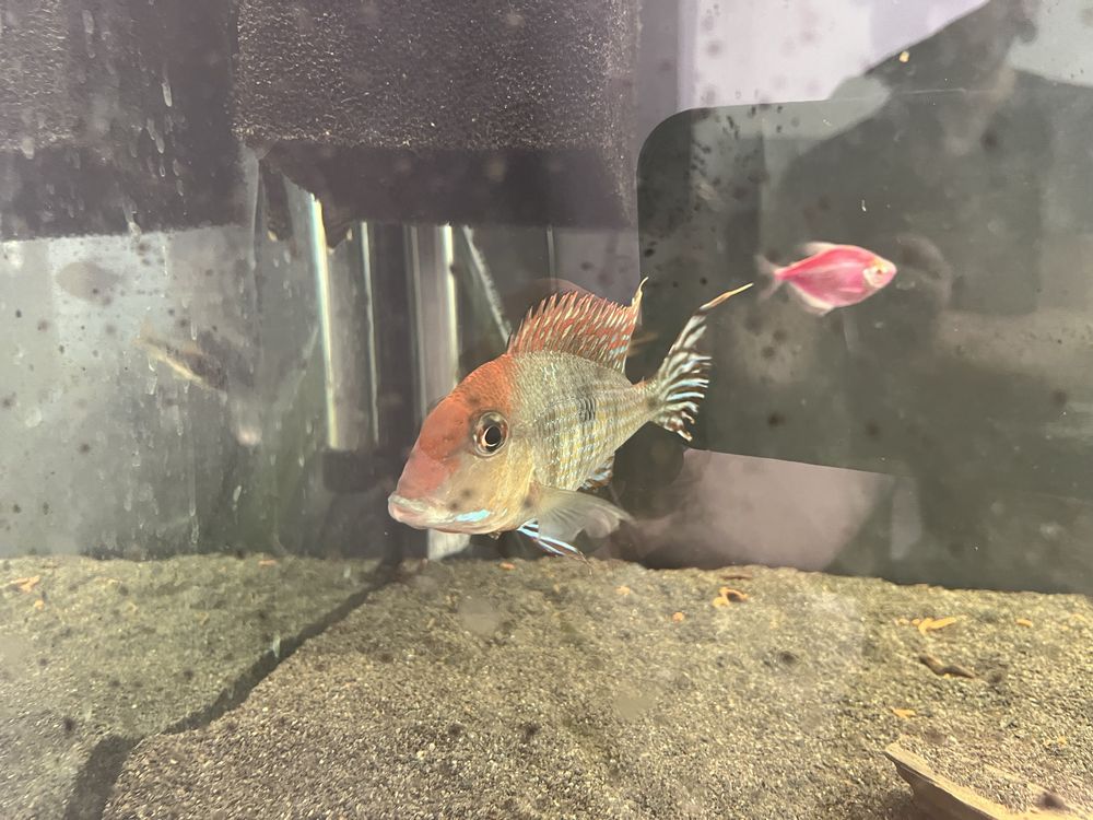 Ziemiojad geophagus tapajos red head samiec dorosły