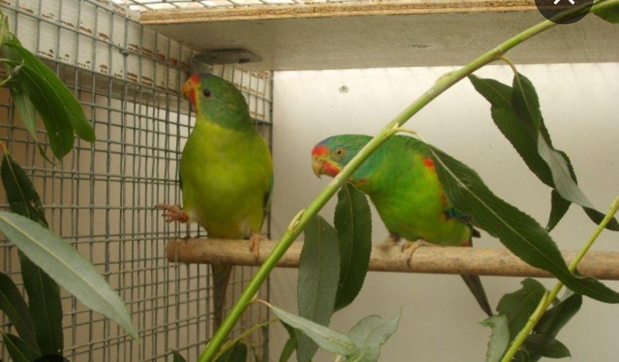 Lathamus discolor , swifts