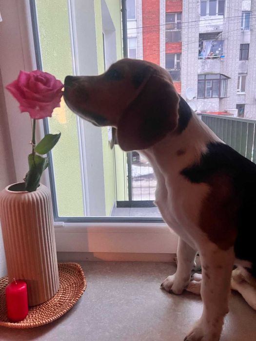 Бігль красень шукає дівчину. В'язка