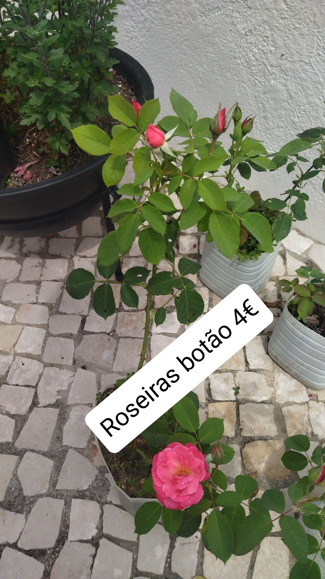 Roseiras para transplante