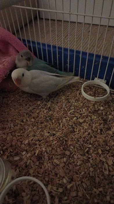 2 roseicollis criados à mao