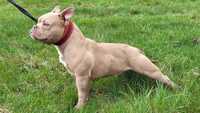 American bully lilac pocket piesek 8 miesiecy