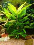 Hygrophila Siamensis – Planta aquática