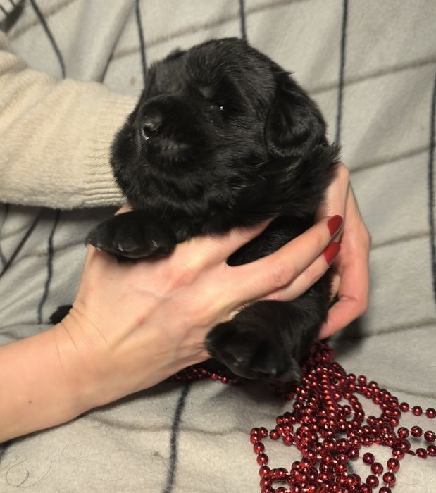 Nowofundland FCI  czarne i biało czarne