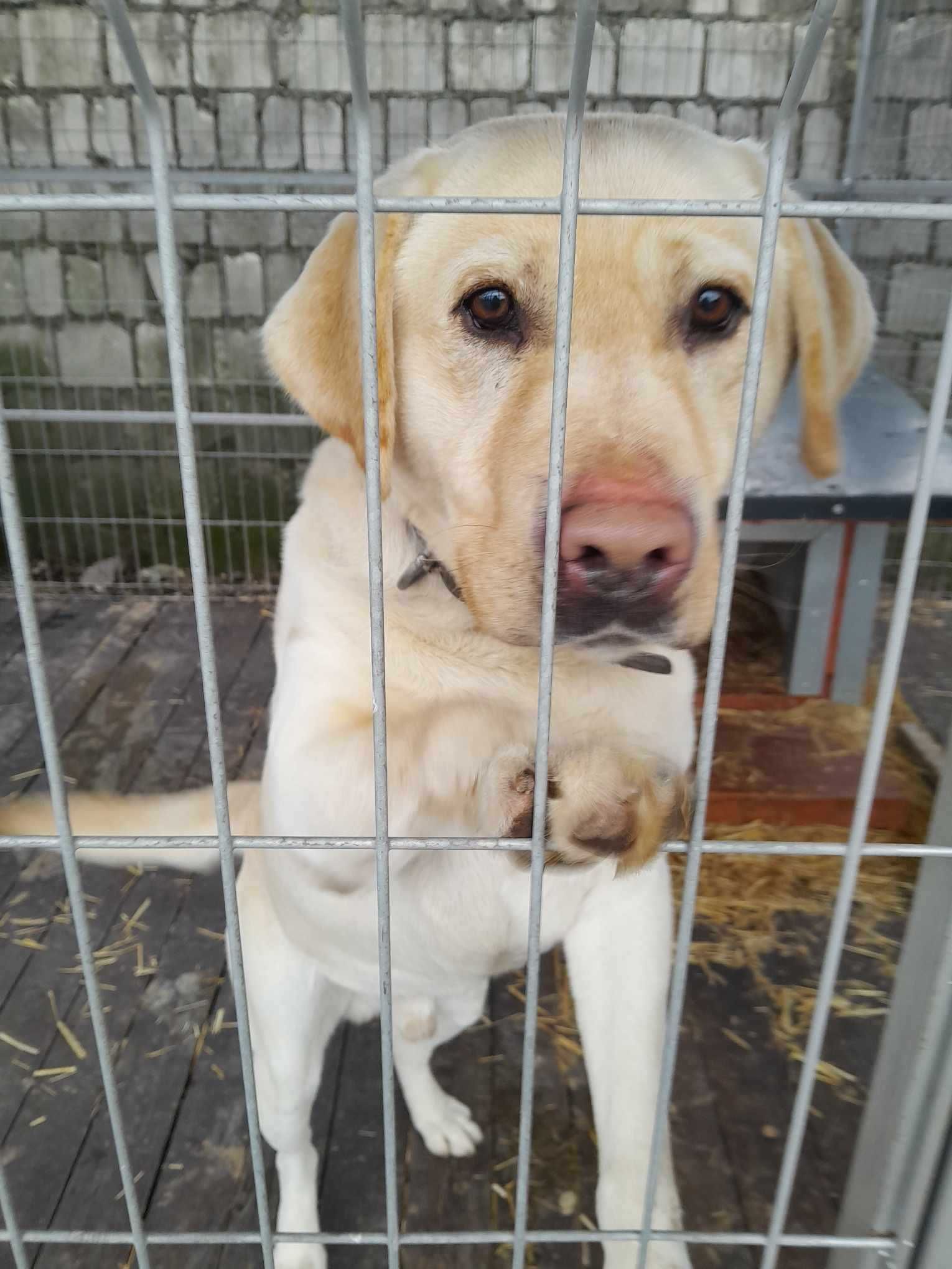 Kokos w typie labradora. Pilna adopcja!
