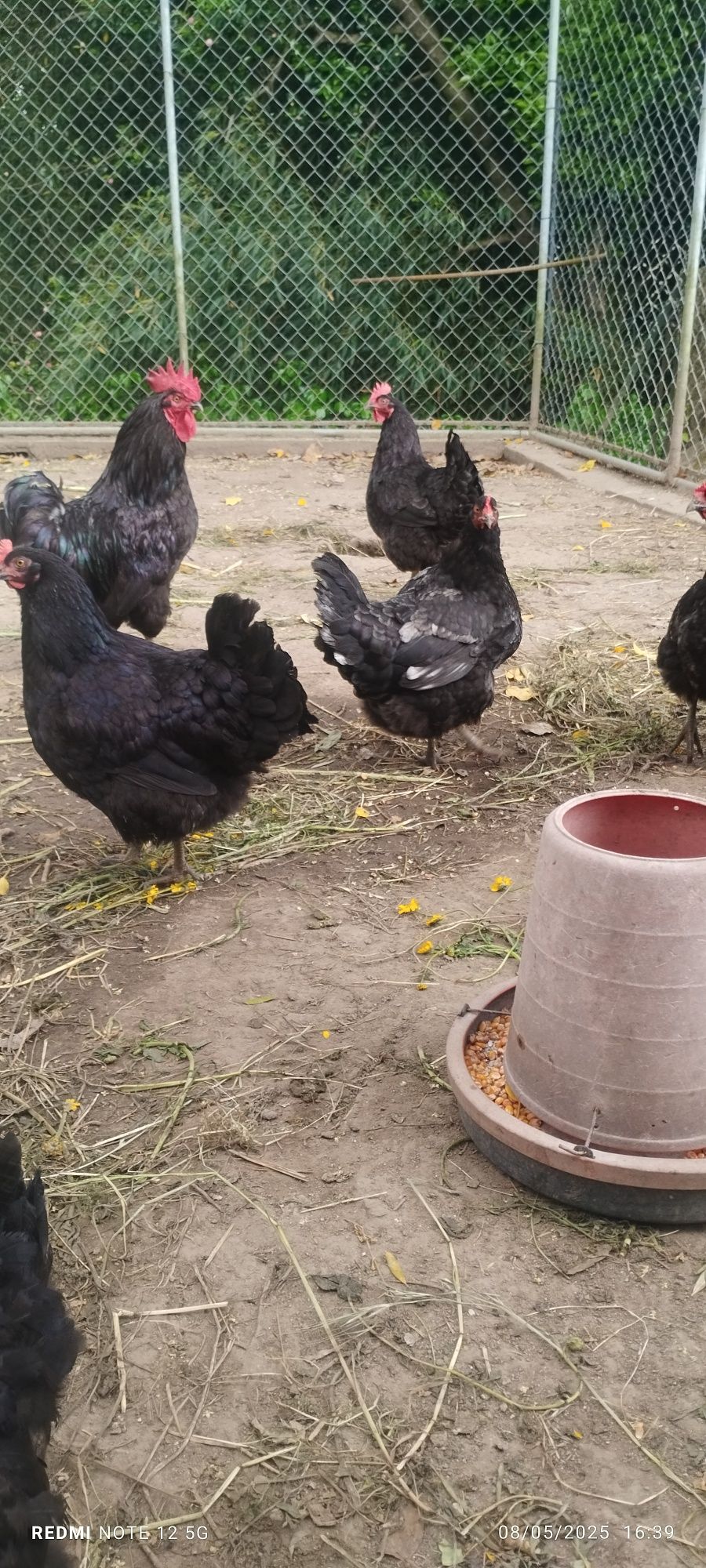 Galináceos de raça lusitana