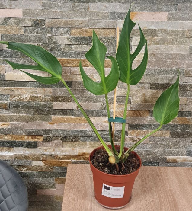 Monstera Burle Marx Flame,4 liście,55cm
