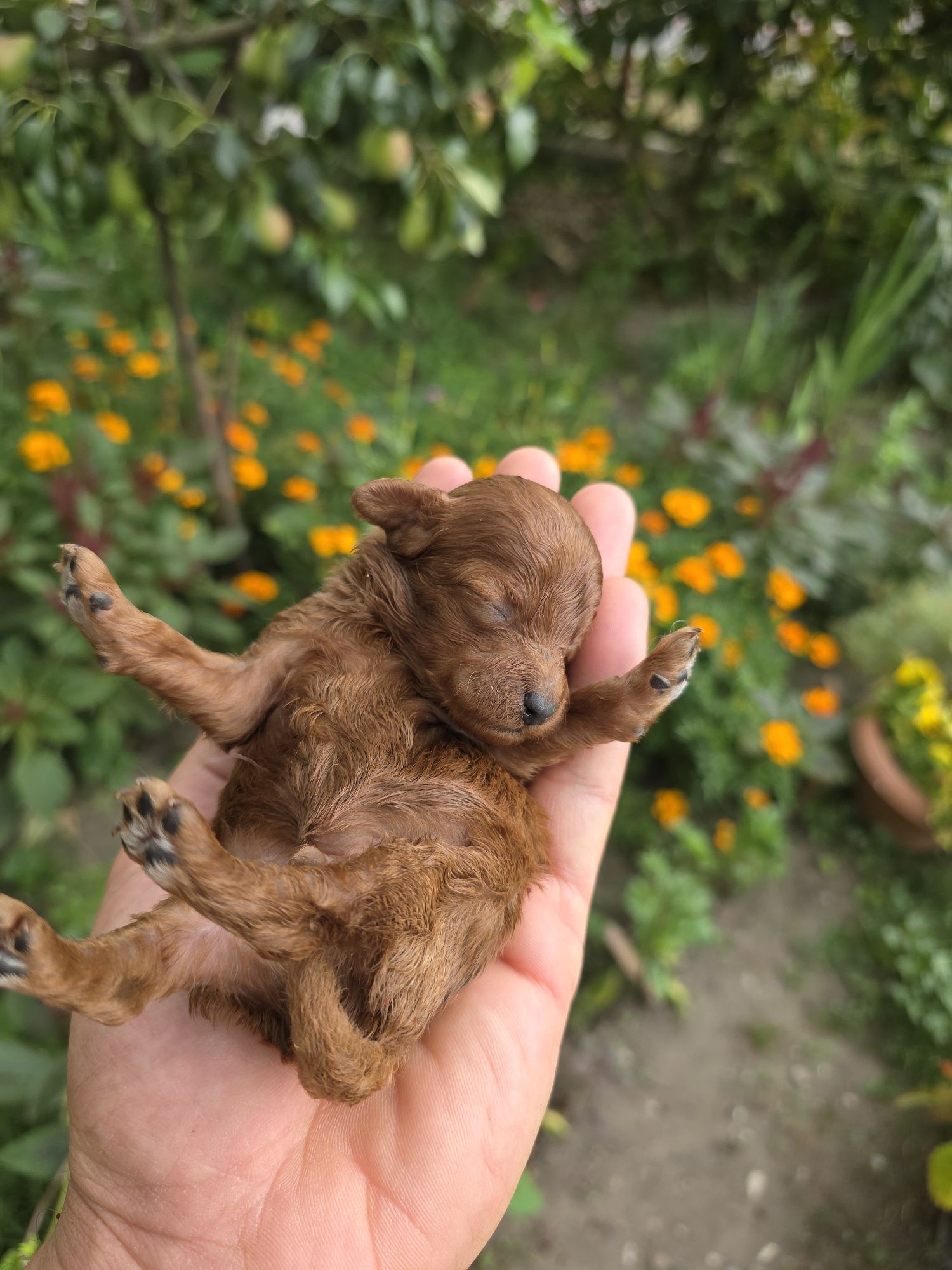 Bichpoo  maltipoo f1b piesek