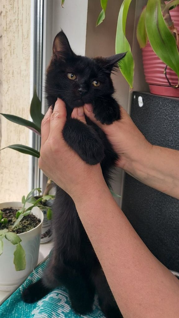 Черный котёнок мальчик ищет дом! Отдам в хорошие руки!