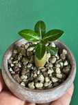 Adenium Obesum Róża Pustymi Triple Blue