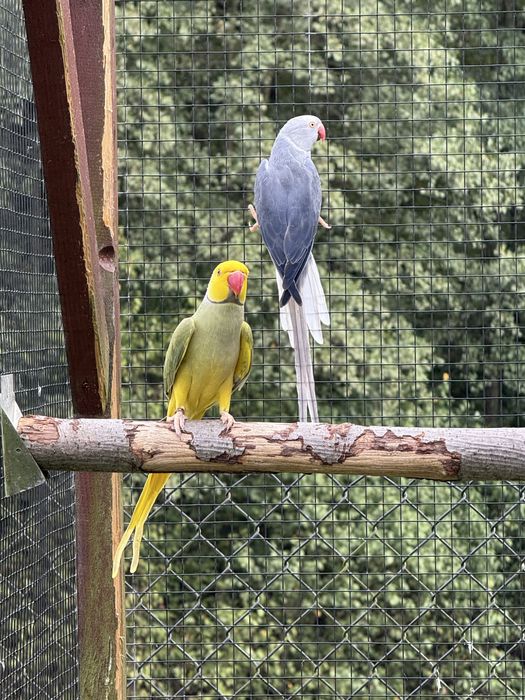 Sprzedam aleksandretty obrożne G.O