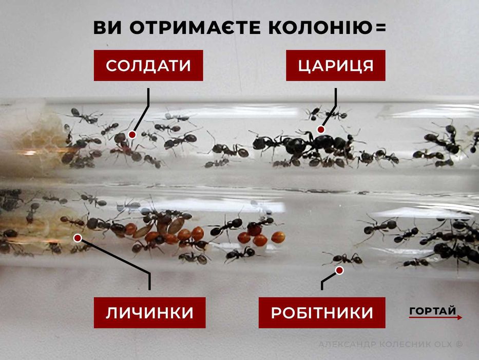 Колонії 30+ робітників + матка, Жнеці, Messor Structor