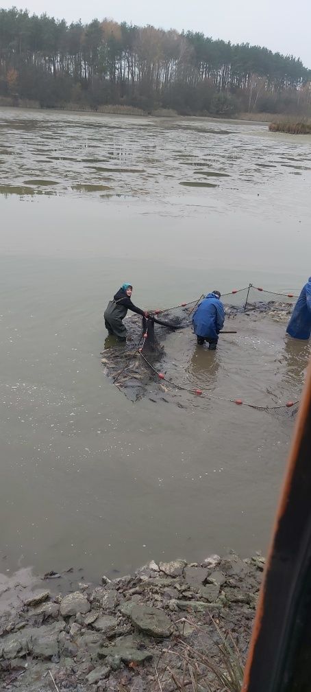 Karp Sum Szczupak Sandacz Jesiotr Lin Amur Karaś