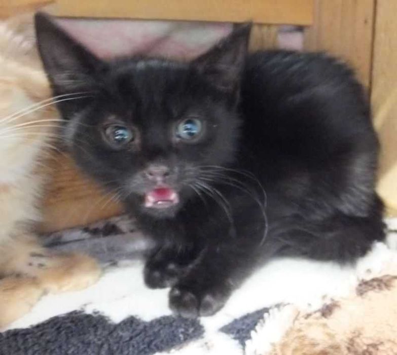 SZASZŁYK młodziutki kocurek czarny do adopcji