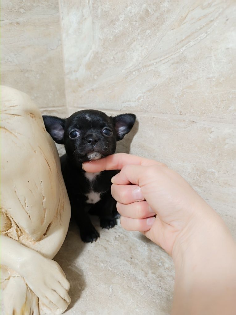 Chihuahua czarny