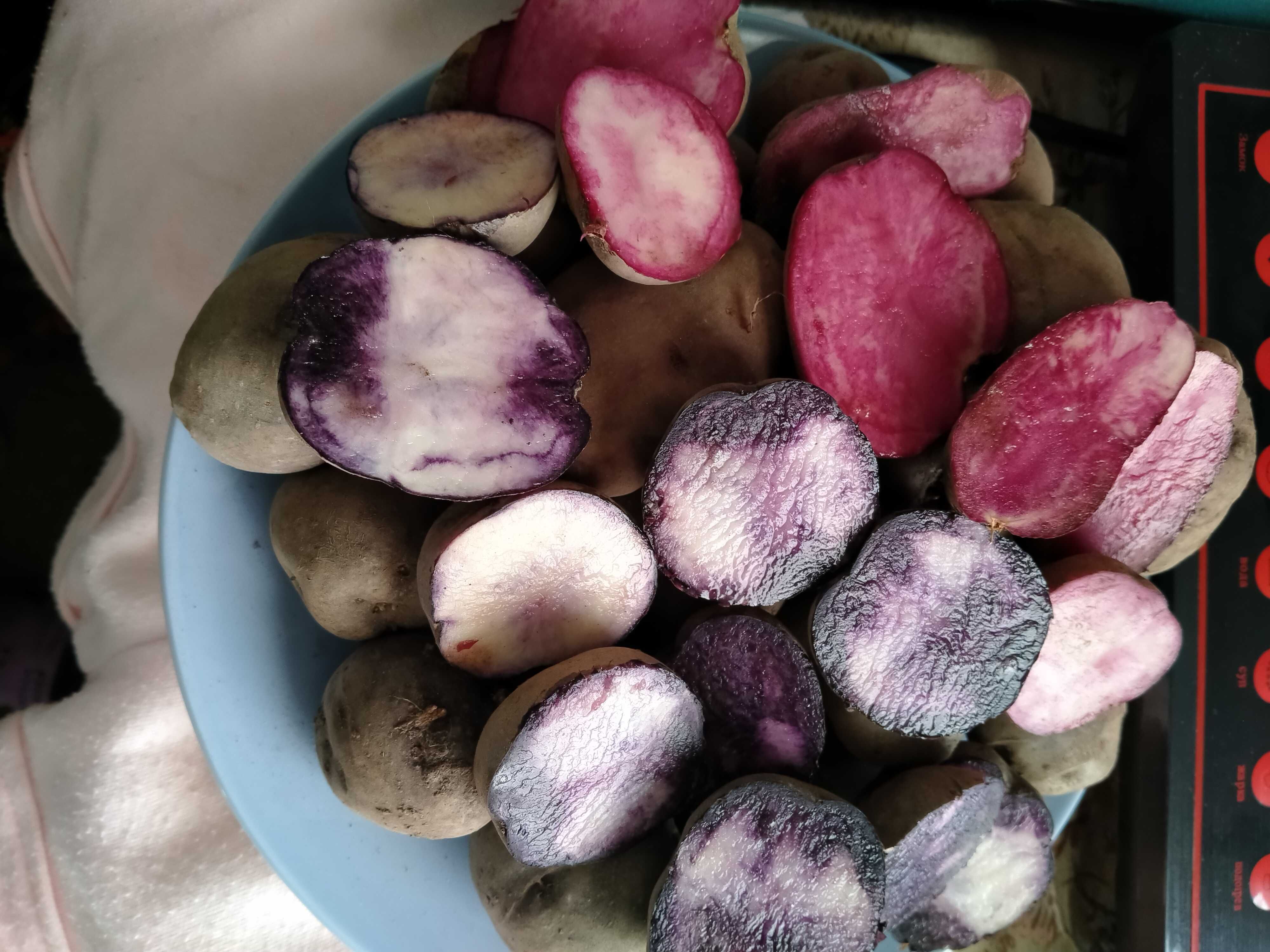 Продам насіневу , та велику фіолетову картоплю