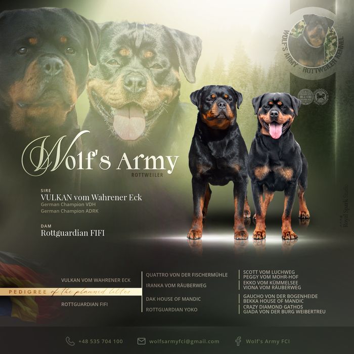 Szczenię Rottweiler, 100% Import Rodowód, Ojciec ADRK - Samiec