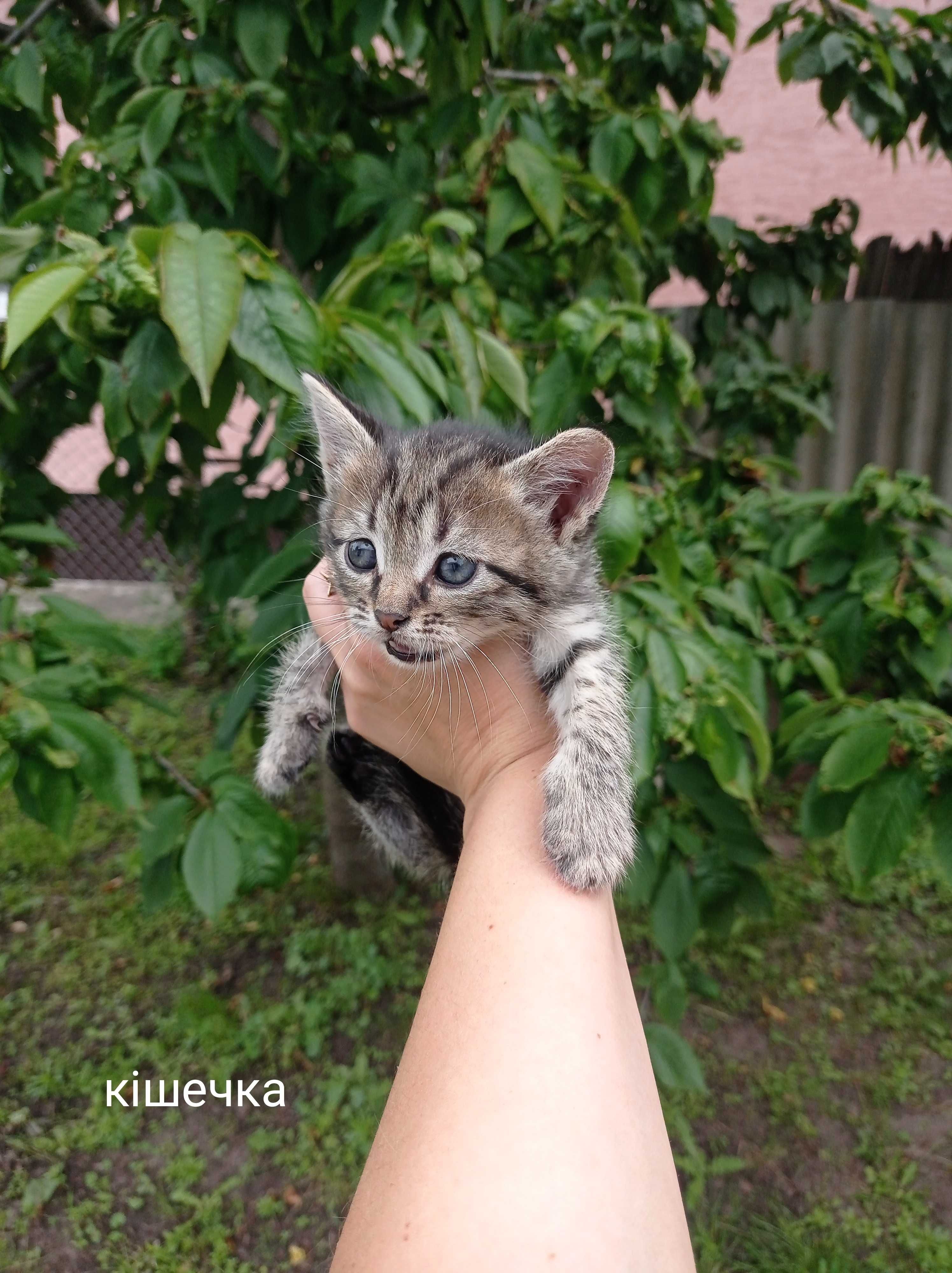 Безкоштовно! весловухі і прямовухі кошеняти