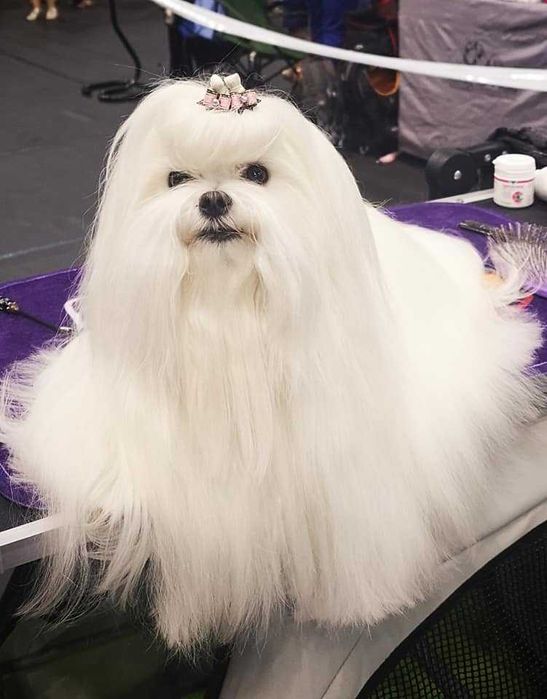 maltańczyk samiec z rodowodem FCI  - dorosły- koreańskie linie