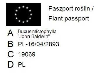Bukszpan drobnolistny 'John Baldwin' Buxus 069