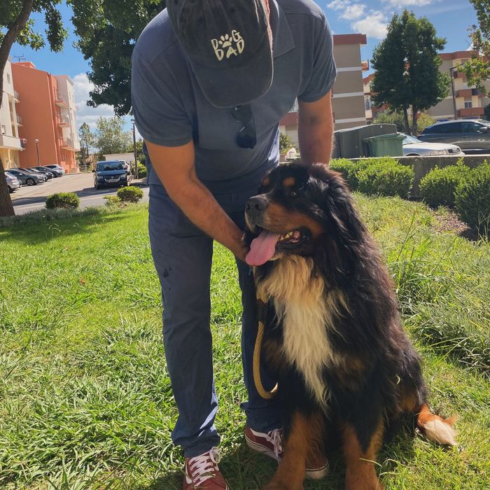 Jovem Macho Bouvier Bernois p/ montas