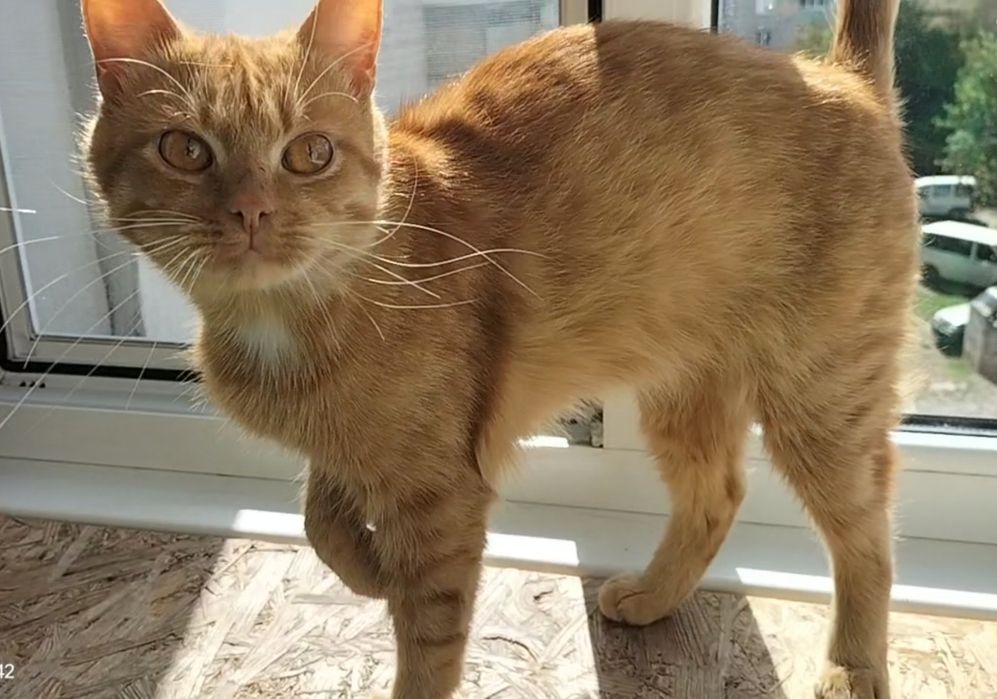 Котик в добрі ручки