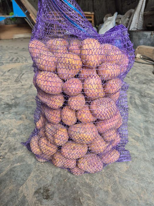 Ziemniaki 25zł/15kg Bernina Belana Birgit i Baltic Rosa